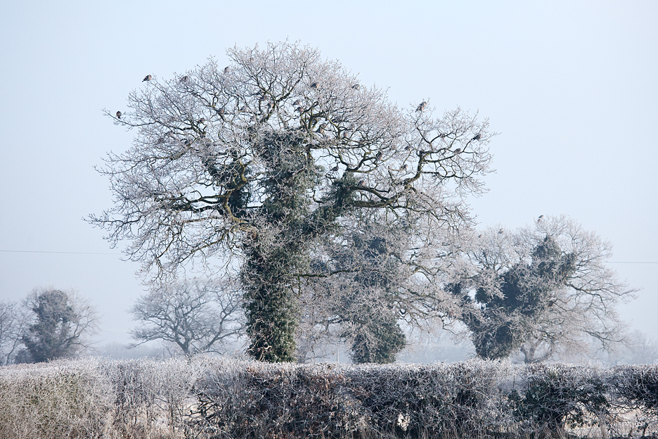 Frost