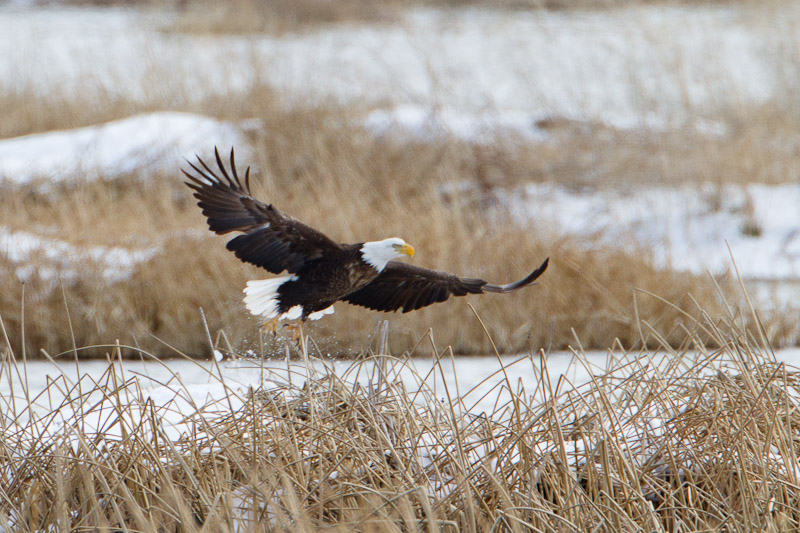 Bald Eagle taking off