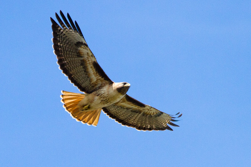 Red-tailed Hawk