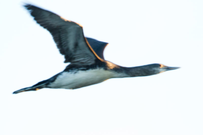 Red-throated Loon