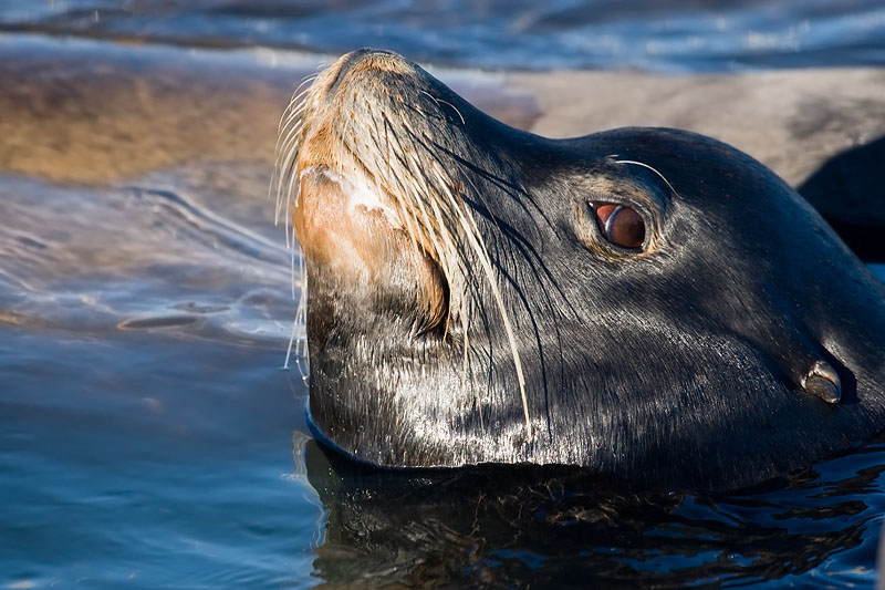 California Sea Lion