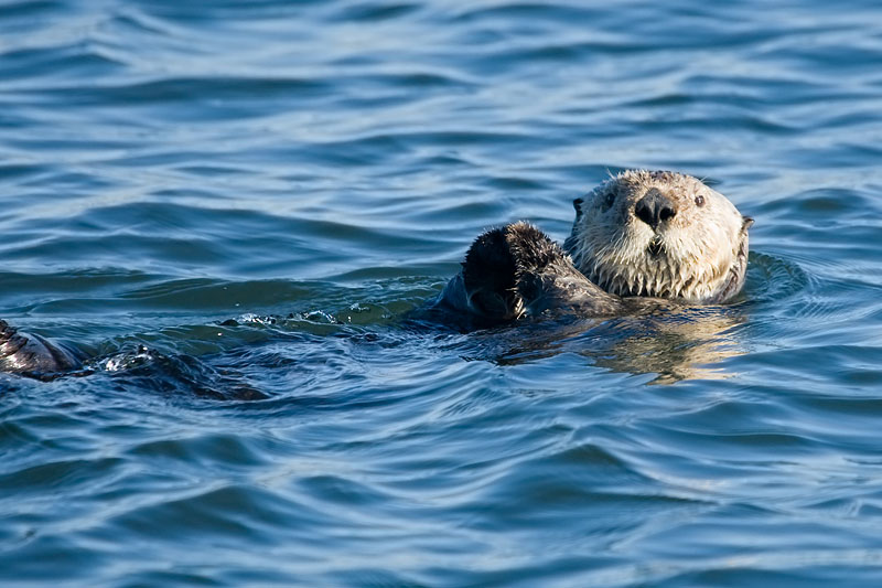 Sea Otter