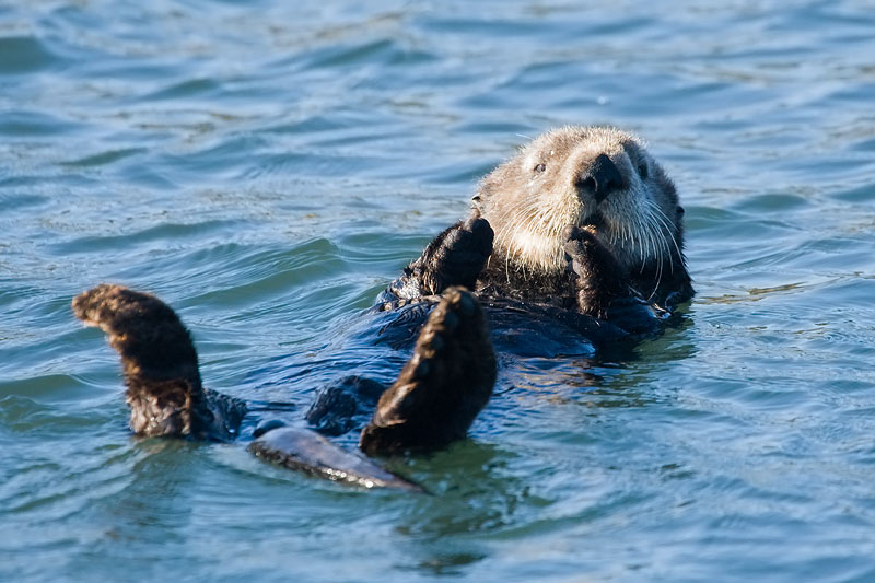 Sea Otter