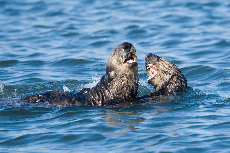 Sea Otters