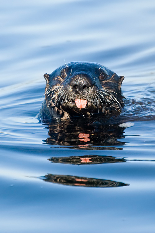 Sea Otter sticking out tongue