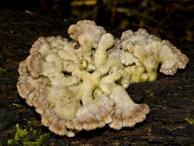 Cauliflower fungus