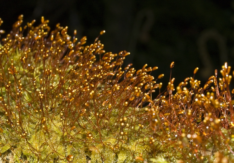 Miniture forest