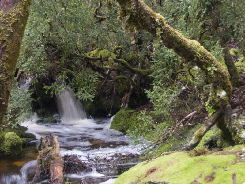 Stream at Waldheim