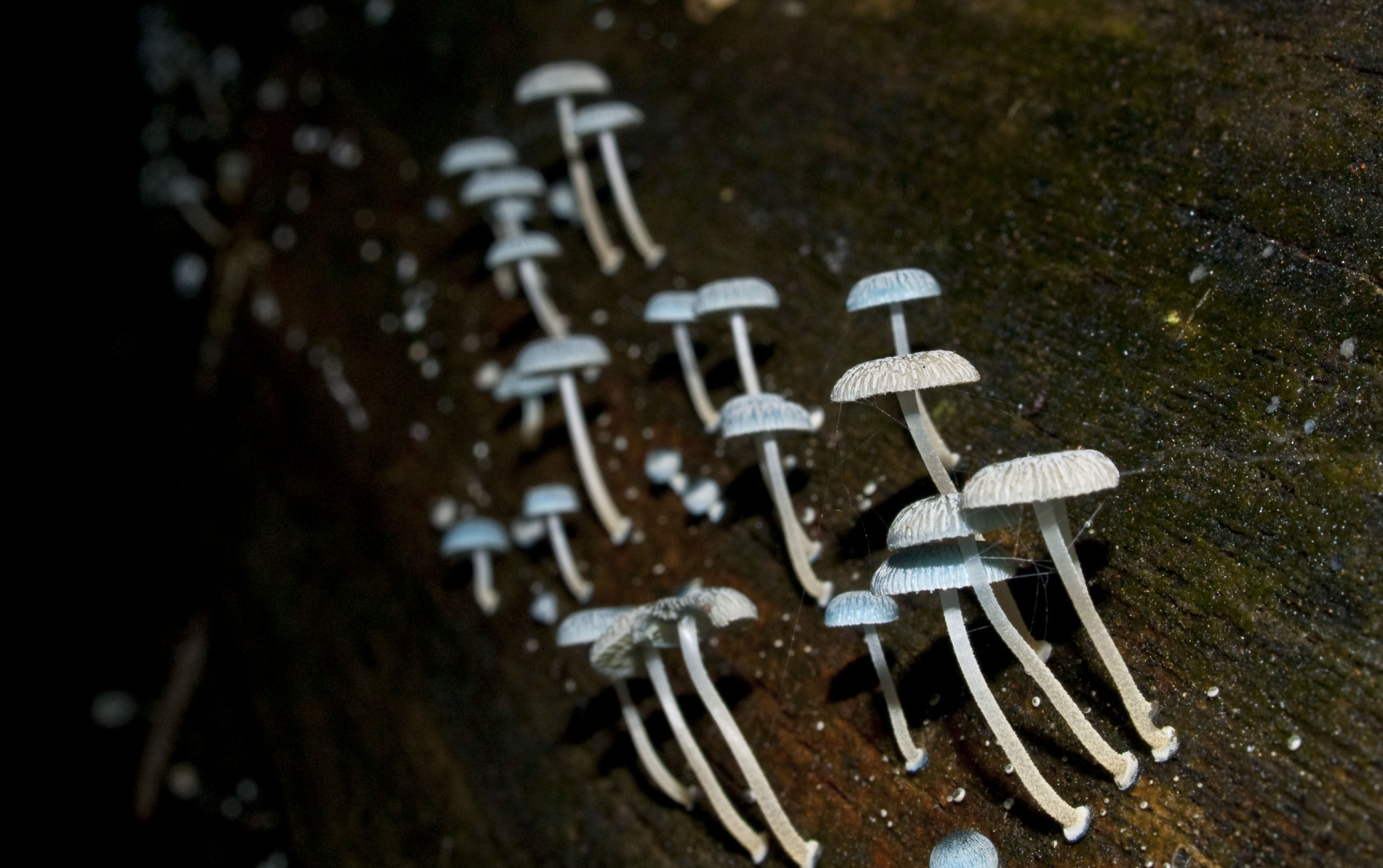 Mycena interrupta - Pixies Parasol