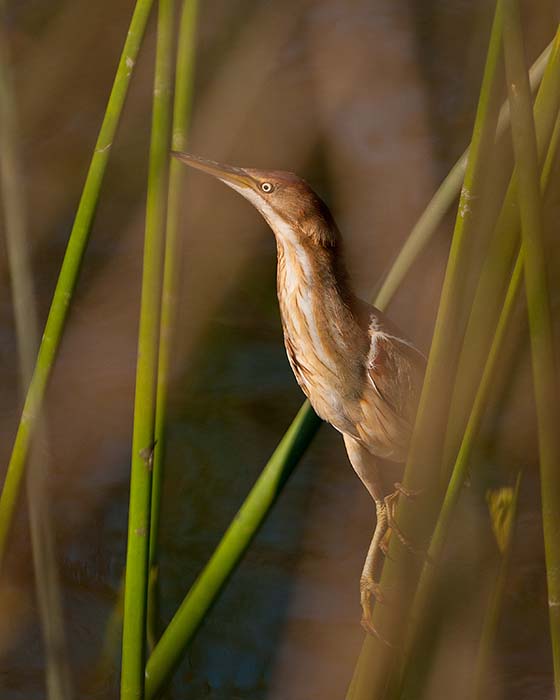 least bittern 2 of 2xx8x10a.jpg