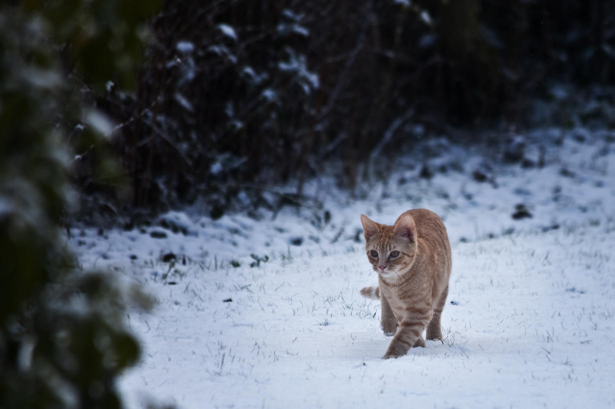 Snow prowling