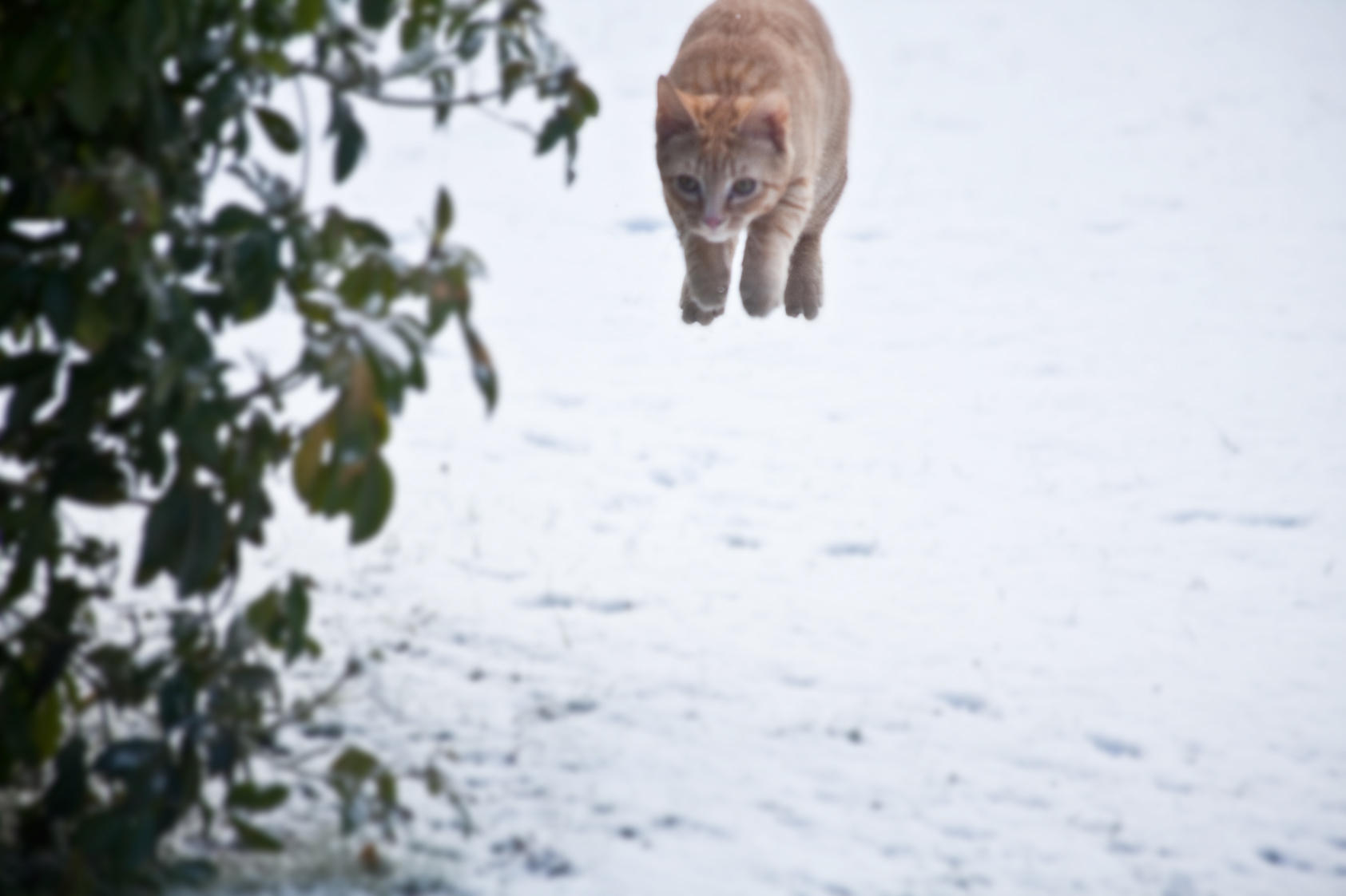 Mid air pounce!!