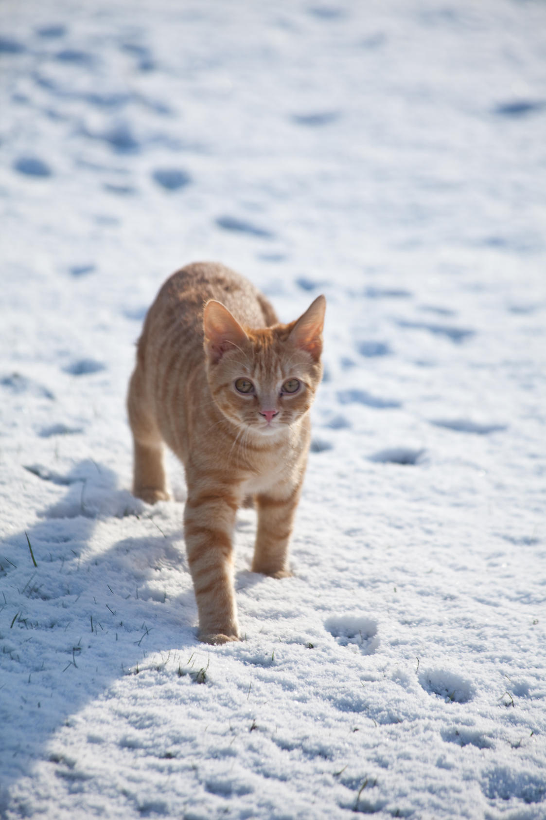 Tigger