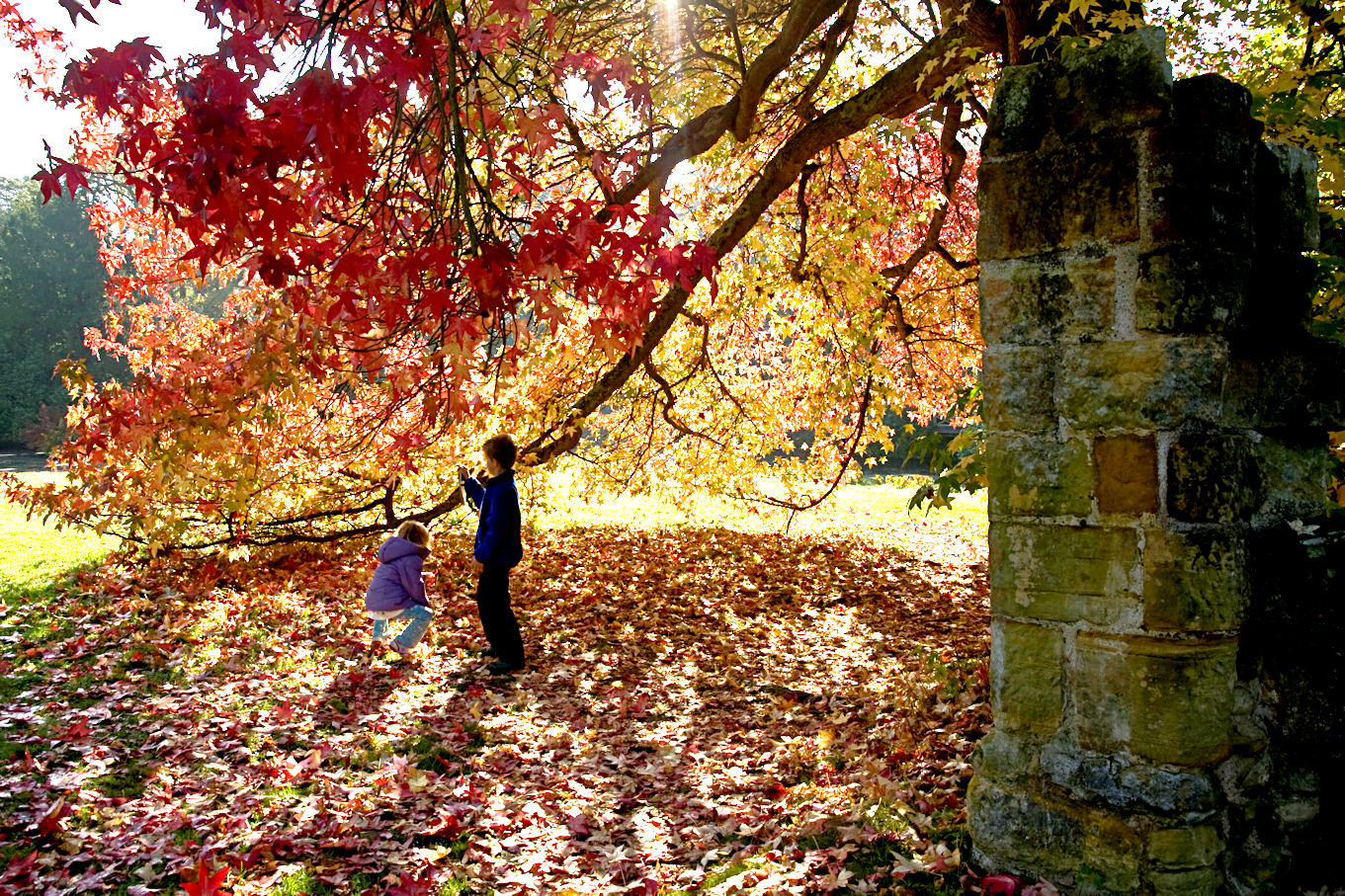 Maple colours