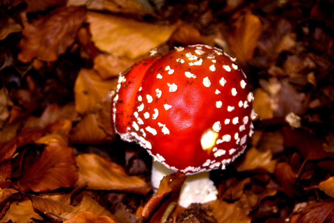 Fly Agaric... Keston