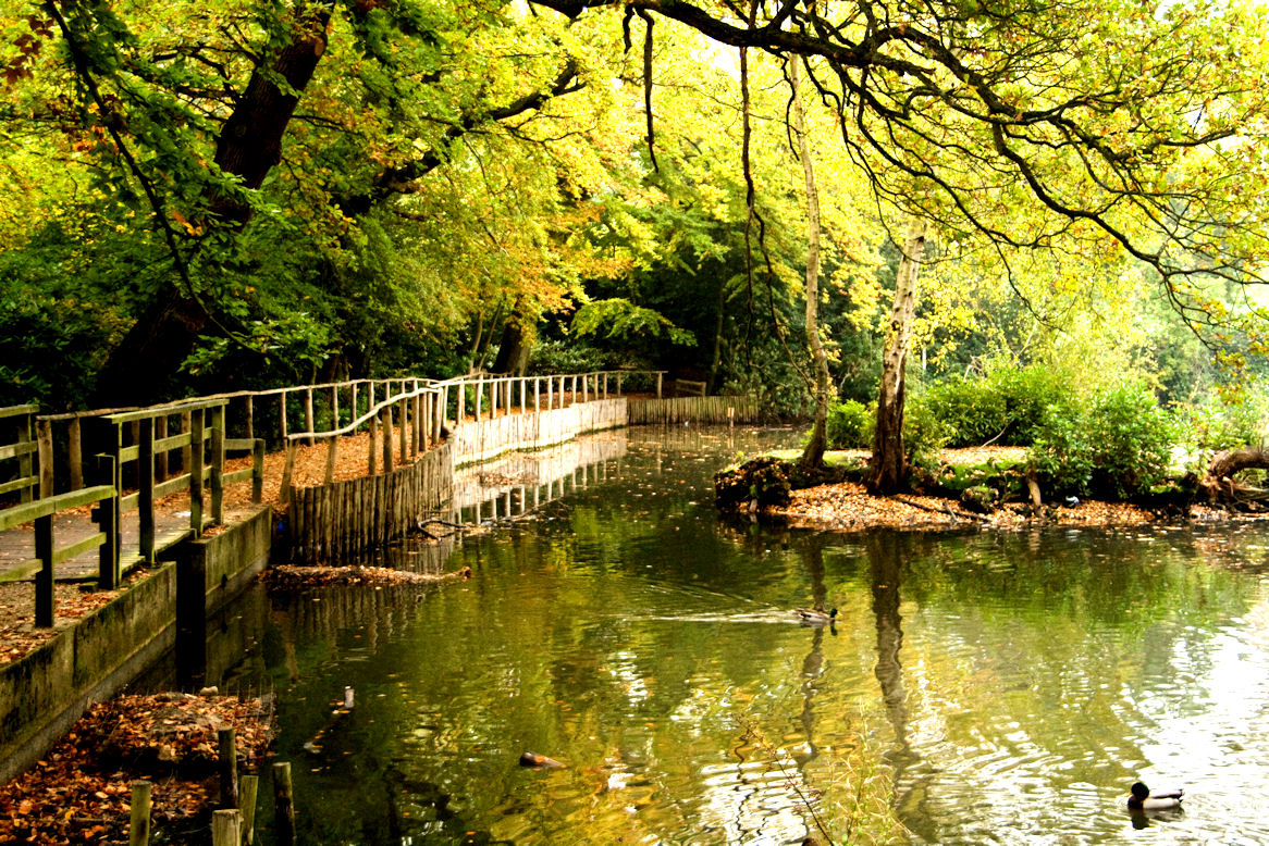 Pond view... Keston