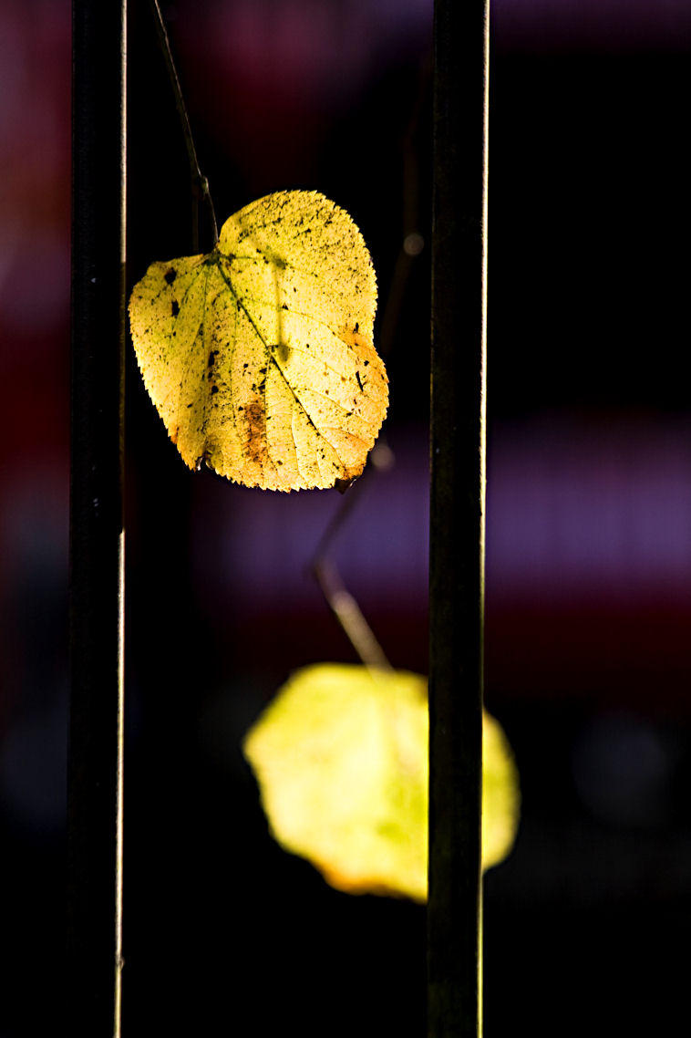 29 October - autumnal leaves