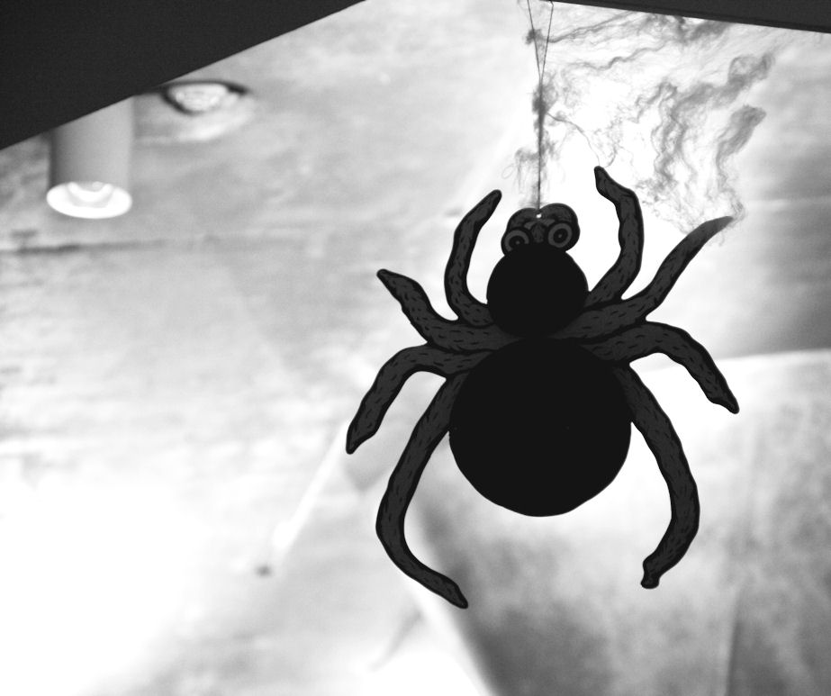 BIG spider!