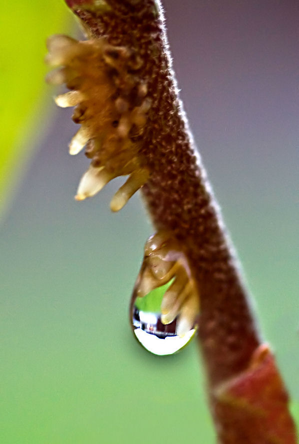 19 November - Drip Drop...