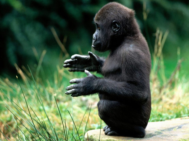 Gorilla-original.jpg