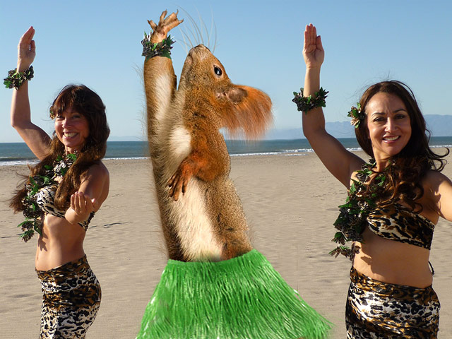 Hula-Squirrel.jpg