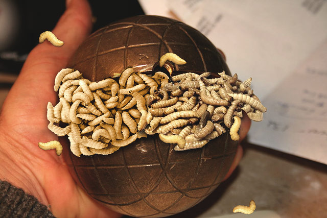 Wormy-Bocce.jpg