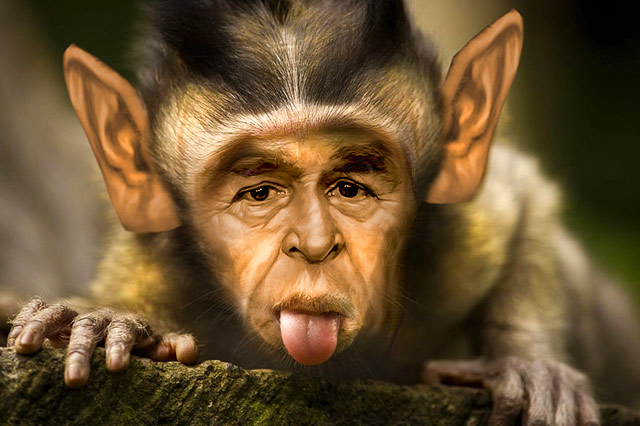 Monkey-George.jpg