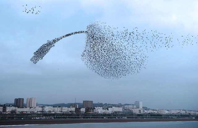 USB-Flock.jpg
