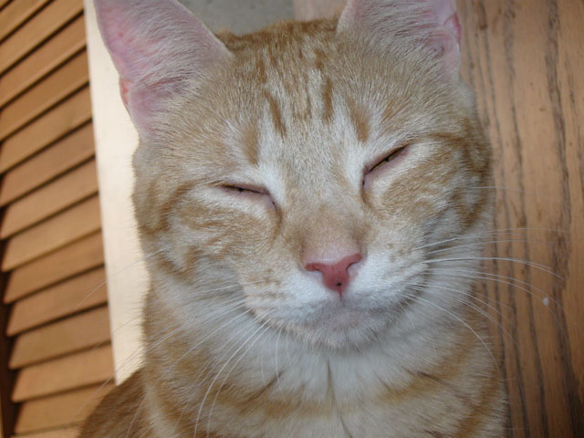 Buddy.jpg
