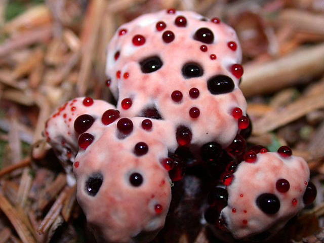 Devils-Tooth-Fungus-O.jpg