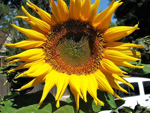 Sunflower.jpg