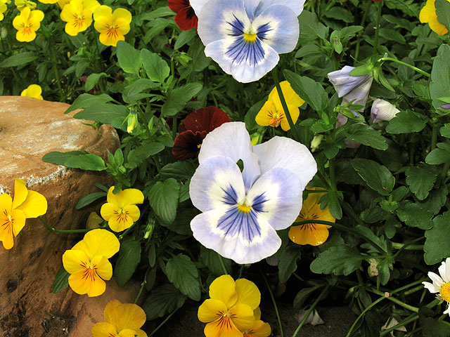 Flowers.jpg