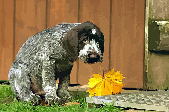 Vector-Dog.jpg