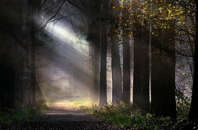 Forest-Face.jpg
