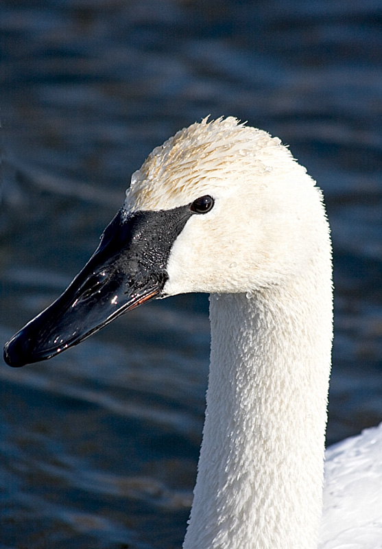 Trumpeter Profile