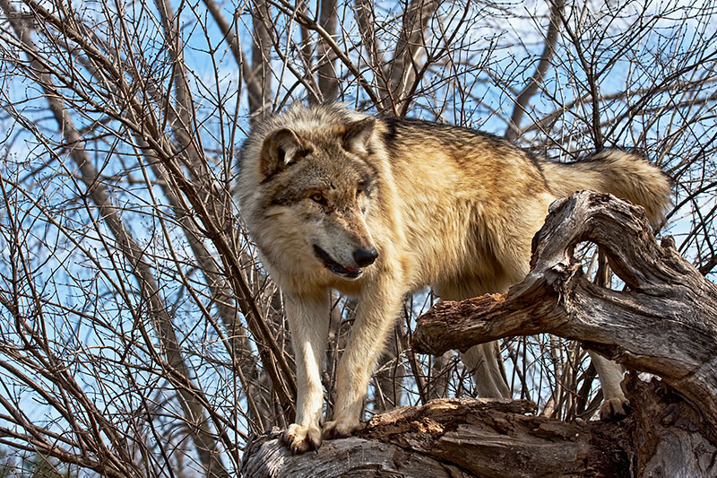 Wolf Park 2009