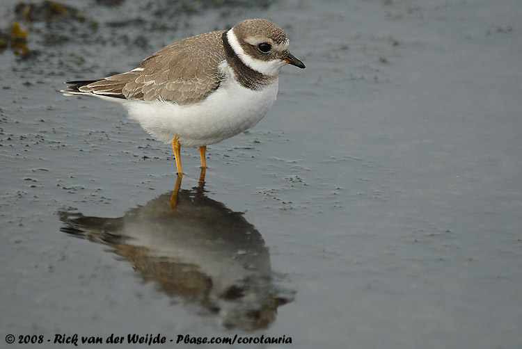 Bontbekplevier / Common Ringed Plover