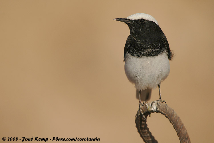 Hooded Wheatear<br><i>Oenanthe monacha</i>