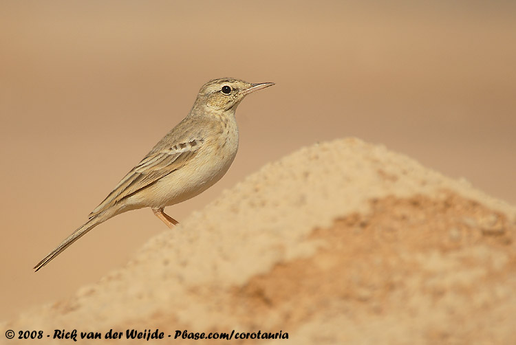 Tawny Pipit<br><i>Anthus campestris campestris</i>