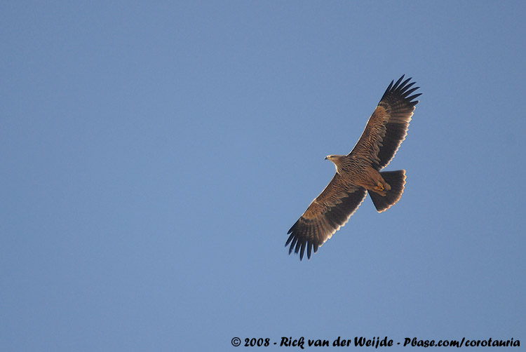 Keizerarend / Eastern Imperial Eagle