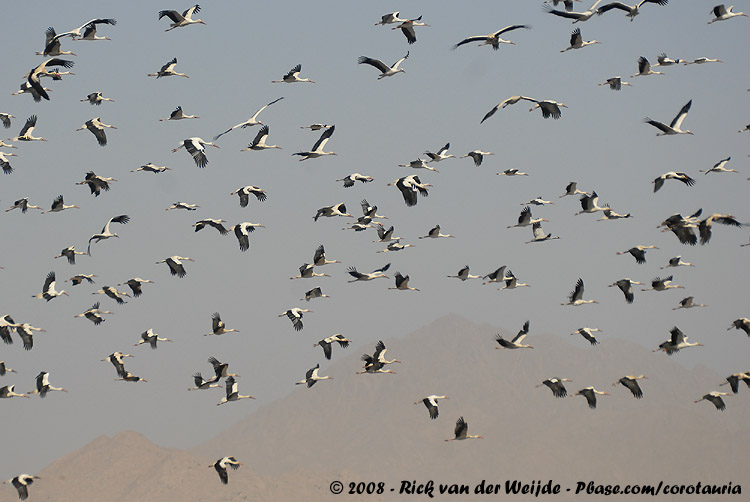 White Stork<br><i>Ciconia ciconia ciconia</i>