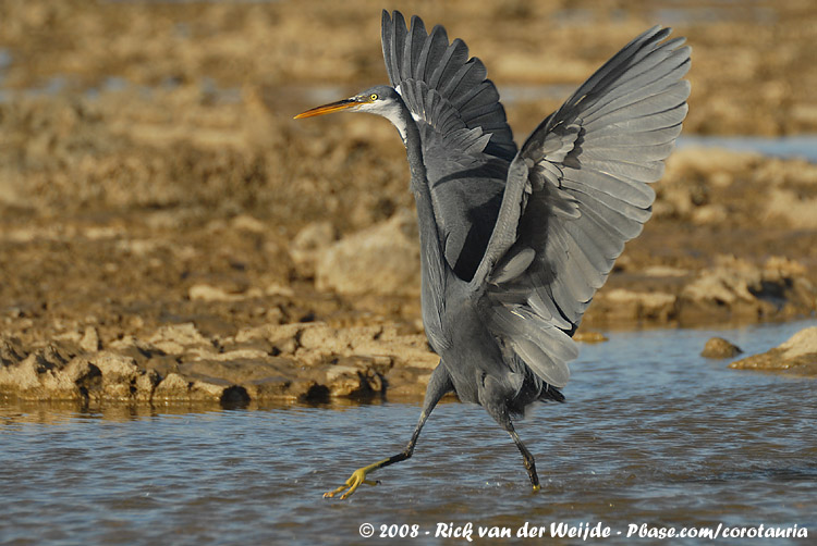 Western Reef Heron<br><i>Egretta gularis schistacea</i>