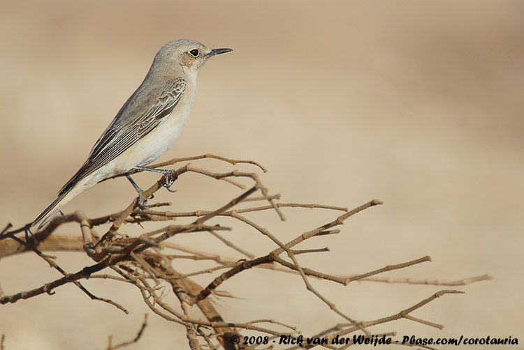 Hooded Wheatear<br><i>Oenanthe monacha</i>