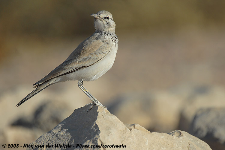 Greater Hoopoe-Lark<br><i>Alaemon alaudipes alaudipes</i>