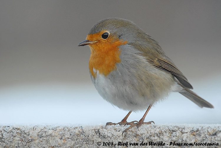 European Robin<br><i>Erithacus rubecula rubecula</i>