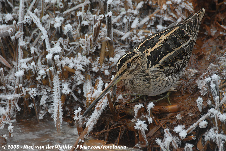 Common Snipe<br><i>Gallinago gallinago gallinago</i>