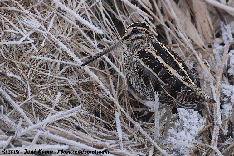 Common Snipe<br><i>Gallinago gallinago gallinago</i>