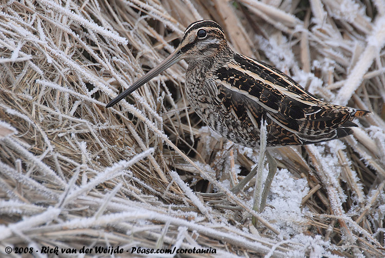 Common Snipe<br><i>Gallinago gallinago gallinago</i>
