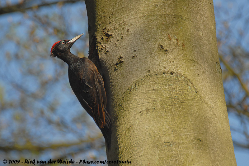 Black Woodpecker<br><i>Dryocopus martius martius</i>