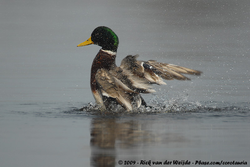Mallard<br><i>Anas platyrhynchos platyrhynchos</i>